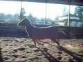 Galen, Akhal-Teke gelding