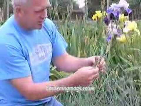 how to grow dianthus