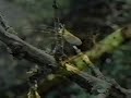 Fly Fishing For Trout  -  (1 of 6)