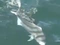 Giant Roosterfish  (Part 2)