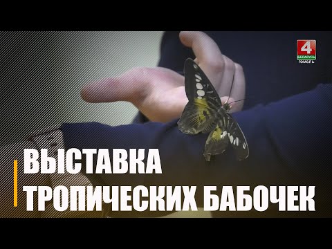 В Картинной галерее имени Г. Х. Ващенко открылась выставка тропических бабочек видео