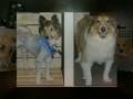 Help me Save these Animals Help me Save these Animals
