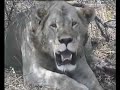 Dieudonne commente un docu animalier