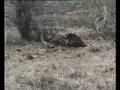 Dieudonne commente un docu animalier