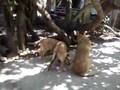 MANALO K9 Germals: GSD X Mal cross pups