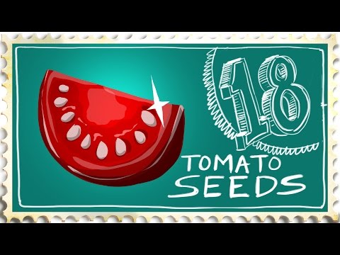 how to collect tomato seeds