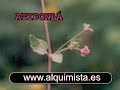 Hierbas de santeria elegua palo monte tienda el alquimista