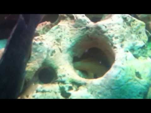 how to vent yellow tail acei