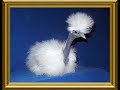 Showgirl Silkie Bantam Chickens
