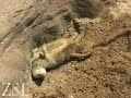 Lazing Meerkats