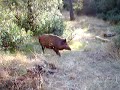 Ver Vídeo
