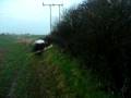 videos de Harris Hawk Flight