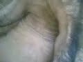 UNKNOWN ANIMAL ????? ????