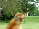 Nova Scotia Duck toller Tennis Ball Canada, Manitoba