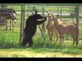 Capri's Camera on....Six Flag's Wild Safari