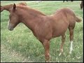 2008 Reining, Cutting and Cow Bred Foals 2008 Reining, Cutting and Cow Bred Foals