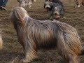 Bearded Collie - Sheltie meeting
