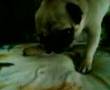 CARLINO POSSEDUTO