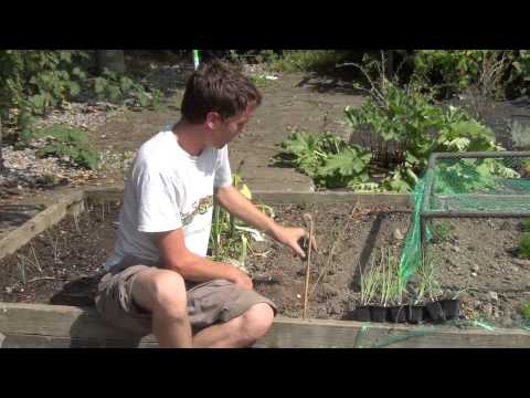 how to transplant shallots