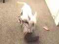 Bull Terrier Miniatura video
