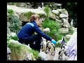 Penguins