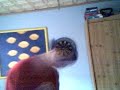 DJ Tommekk - Ganxtaville Part 2 Verarsche ( GE-Nigg@s )