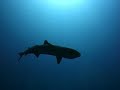 Tiburones bajo amenaza de extinción en Maldivas Tiburones bajo amenaza de extinción en Maldivas