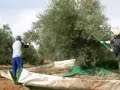 Recolecci�n aceituna con el Mantor de Tecniagri