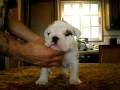 videos de GENETICS DOMINO