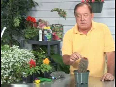 how to replant broken cactus