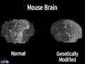 Inside a Mouse Brain