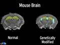 Inside a Mouse Brain