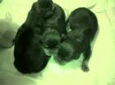 Tuffy\