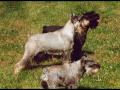SCHNAUZER PUPPIES by Eduardo Dur�n Haedo