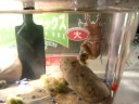 ???????1   Puffer Fish
