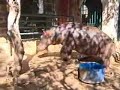 hippo-that-lives-in-a-house.html