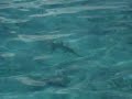 Shark In Maldives Paradise Island Resortandspa 2