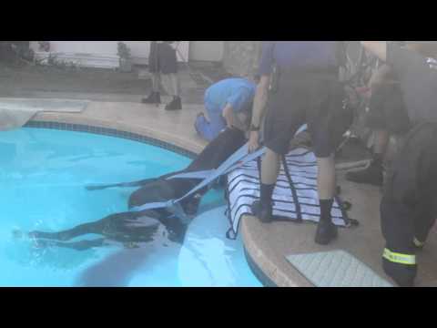 YouTube: dramático rescate de un caballo que cayó a la piscina