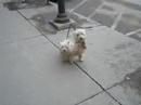 Funny little dog