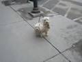 Funny-little-dog