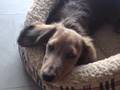 Harry the dachshund falls asleep