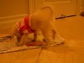 Truffle Peeing! Truffle Peeing!