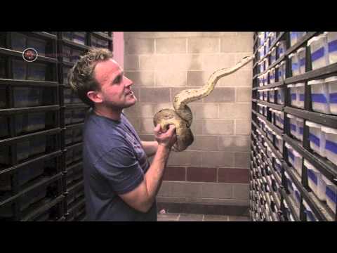 YouTube reptile video