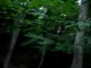 Woodland Adventure II Woodland Adventure II