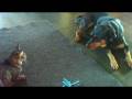 videos de CAT DOG StArE DoWn