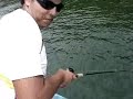 Robalo Flecha