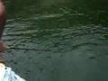 Robalo Flecha