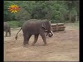 aperçu de la vidéo