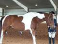 Bucky and Lonestar