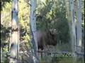 Bridgers Bull